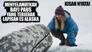 Kisah Penyelamatan Bayi Paus Yang Terjebak Lapisan Salju Es Di Alaska | Alur Cerita Film