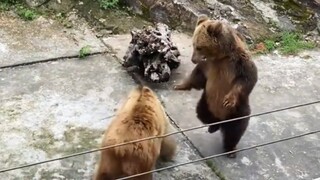【مؤثرات صوتية للحيوانات】ماذا تفعل يا هذا؟！