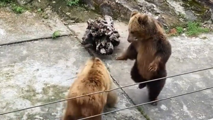 【مؤثرات صوتية للحيوانات】ماذا تفعل يا هذا؟！