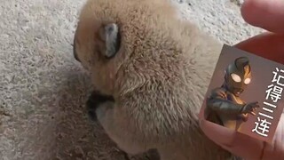 8月8日，广西南宁，刚出生三天的小狗，奶喝饱就睡且身体僵硬，请问这是什么原因？#小奶狗 #中华田园犬