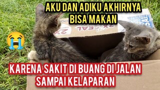 Tega Banget Anak Kucing Scabies Di Buang Dan Kelaparan Di Jalanan Tidak Ada Makanan Di Sana..!