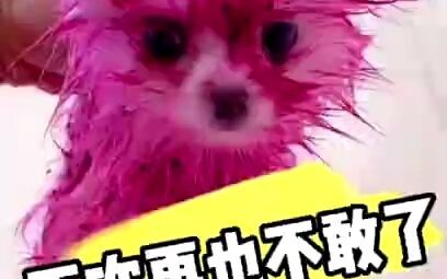 Pomeranian imutnya meledak💥