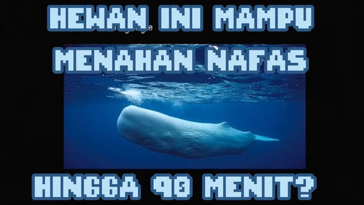HEWAN YANG MAMPU MENAHAN NAFAS SELAMA 90 MENIT??