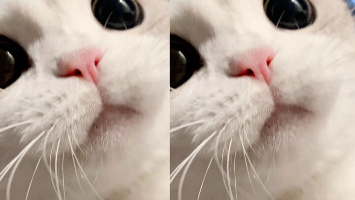 Chú mèo con mê mẩn chơi với que chọc mèo, khiến ai cũng phải xao xuyến!