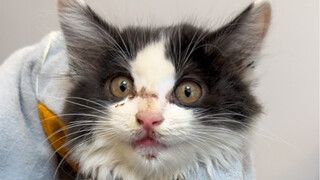 今年掉进通风井里的猫有点多