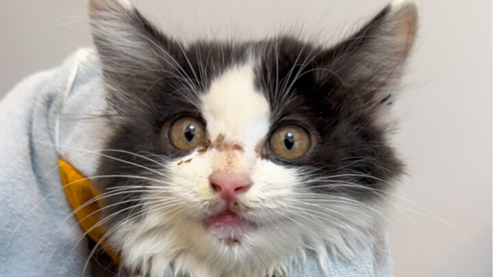 هناك عدد كبير من القطط سقطت في فتحات التهوية هذا العام