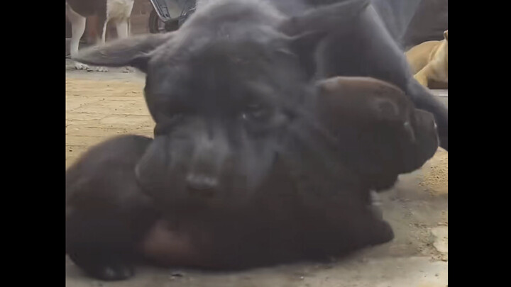 Little fat dog, your mom can’t nag you anymore!