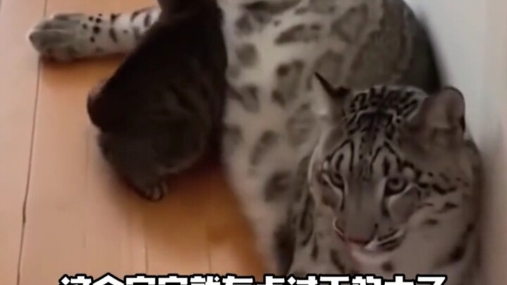 Mommy Cat, my son has always been upright and honest #SnowLeopard#Cat#AI#Story