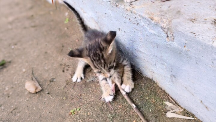 Chưa dứt sữa đã lên sóng rồi, đúng là mèo lông cẩm thạch mà!