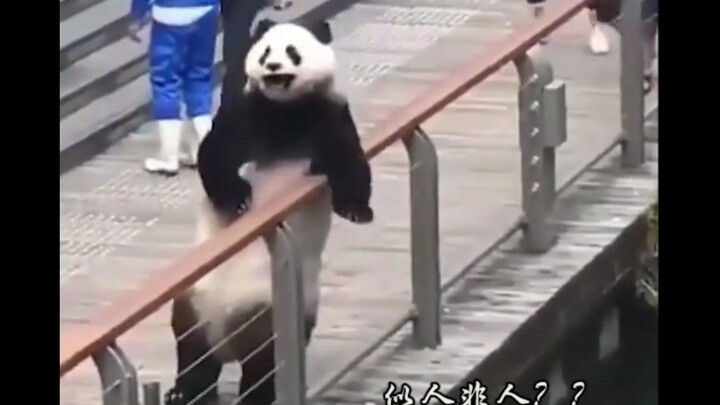 熊猫名场面合集