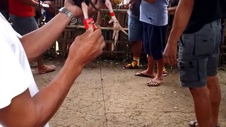 6x winner talisay
