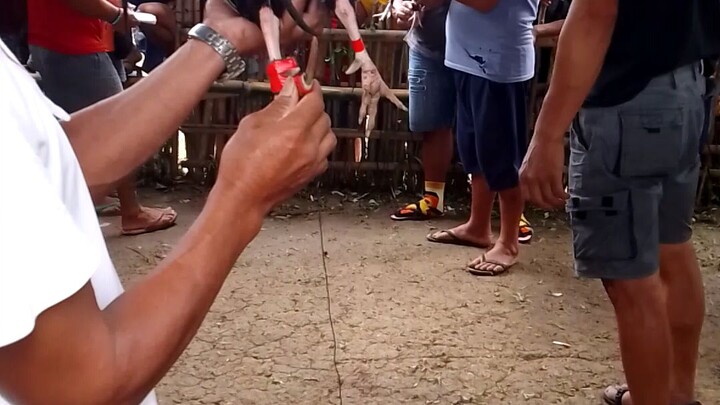 6x winner talisay