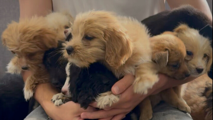 蹭我麻辣烫吃的小狗7月20号线下领养活动预告