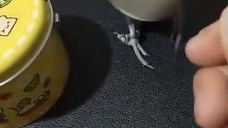 นกแก้วที่มีวินัยในตนเองไม่ต้องการให้คุณสอนให้ทำสิ่งต่างๆ