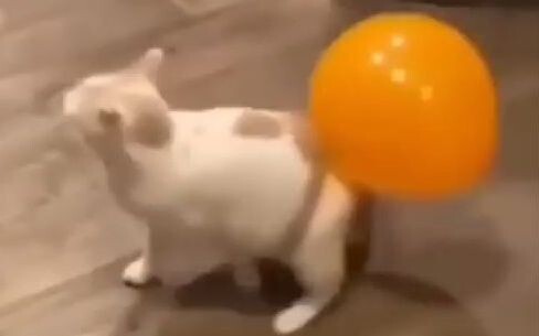 A Collection of Hilarious and Touching Cat Videos (50)