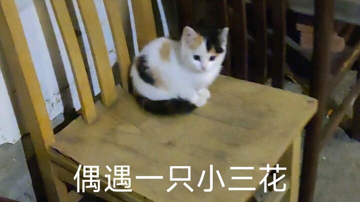Bất ngờ gặp một bé mèo tam thể