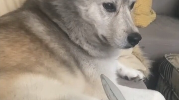 Doggy: "My blood pressure almost spiked."