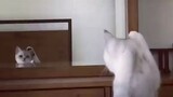 Kucing lucu tiba-tiba menyadari bahwa dia memiliki telinga ketika dia melihat ke cermin