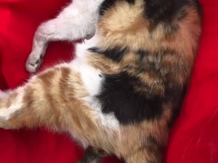 Mati di dekat tumpukan sampah… Jadi, ia kembali ke Planet Kucing dalam kondisi kedinginan dan kelapa