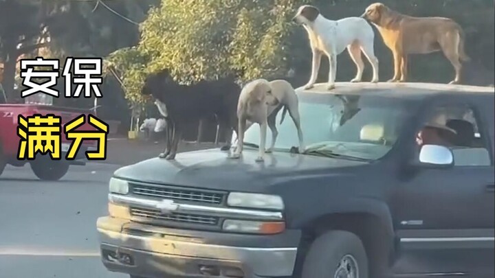 Those fun animal videos!