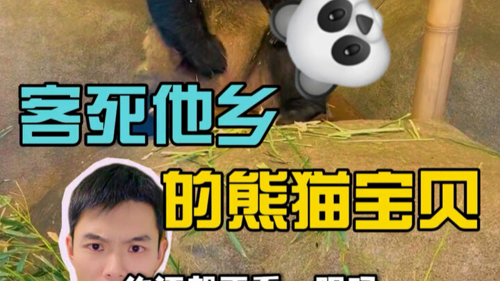Five panda cubs who died far from home! Did you know? #ParentingEducation #KidsSciComm #Panda #Natur