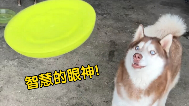 Trying to teach my goofy dog to catch a frisbee—hilarious… He picked it up in one go!