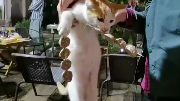 Cat: I just ate it; go ahead and call the police.