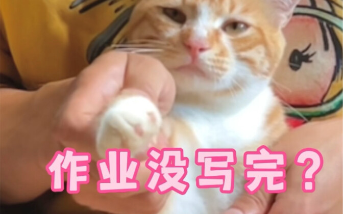 啥？作业没写完？那你完了哟~