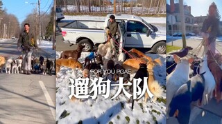 TIM家的专业遛狗大队
