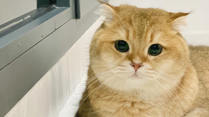 Seperti apa rasanya bertemu kucing kecil yang super pasif?