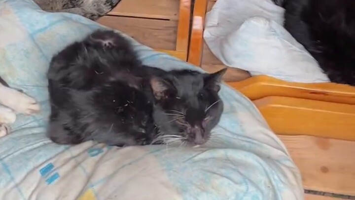 Due to non-stop sterilization, in less than 3 months, more than 1,000 cats have been sterilized in 2