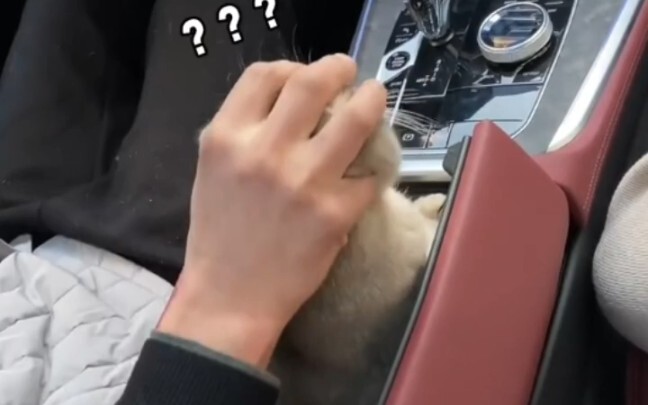 “Hanya bisa mengganggu kucing yang polos?”