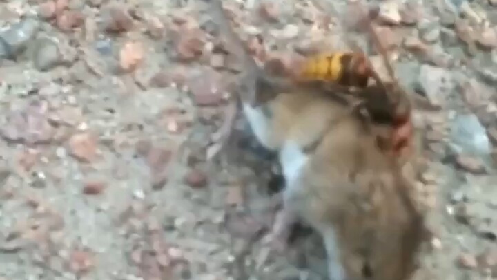 Poor little mouse got stung by a giant hornet!