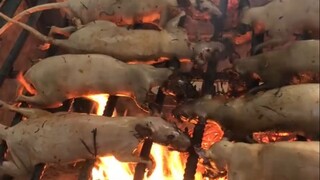 هذه الفأرة لذيذة جدًا!