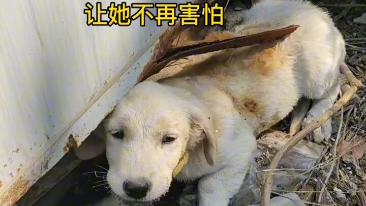 สภาพปัจจุบันของสุนัขที่ถูกคนเอาน้ำมันราดแล้วจุดไฟเผา หลังจากได้รับการช่วยเหลือ