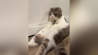 Tướng nằm khắc lên bảng tên luôn catsoftiktok mèo trending catlover