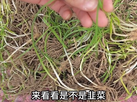 Chúc anh em vui vẻ trong dịp Quốc khánh, phải vui mới được!