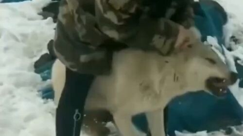 Năm đòn liên tiếp xé nát giấc mộng Vương Lang, hai cái tát đánh thức tình nghĩa chó trung thành; phầ