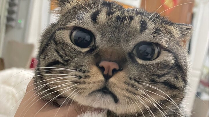 ออกจากบ้านไป 10 วันไม่กลับบ้าน ฉู่juanเป่ากลับทำเรื่องแบบนี้ขึ้นมาได้!