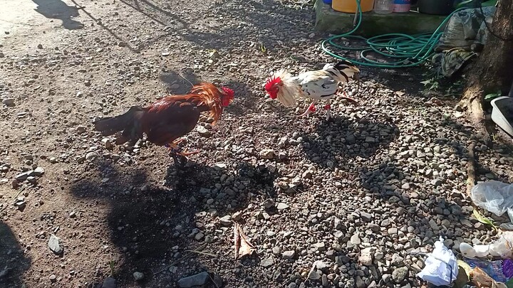 Leiper Grey x White Lelso VS McLean Kelso