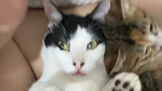 Get a cat that loves only you~