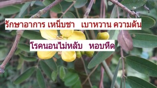 สมุนไพรพื้นบ้านก็รักษาโรคเหน็บชา  โรคเบาหวาน ความดัน โรคนอนไม่หลับ ได้เหมือนกัน