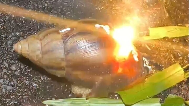 Snail: No fair! You actually used a laser to shoot me!