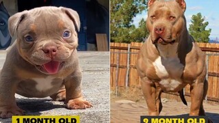 เหลือเชื่อ!!! วิดีโอสุนัขตลก ๆ พยายามอย่าหัวเราะ 🦴🐕🐶✔️9