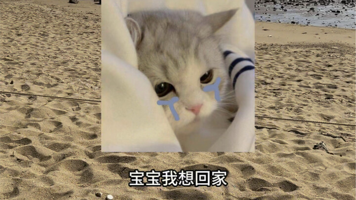 Báo cáo! Hôm nay mỹ thiếu nữ dũng mãnh xông vào làng chài!!!