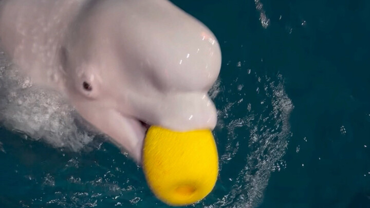 Xiao Hei punya banyak ide keren untuk makan ikan!