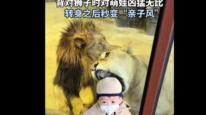 Quay lưng lại với sư tử thì hung dữ hết mức với bé cưng, nhưng quay đi một cái là lập tức chuyển san