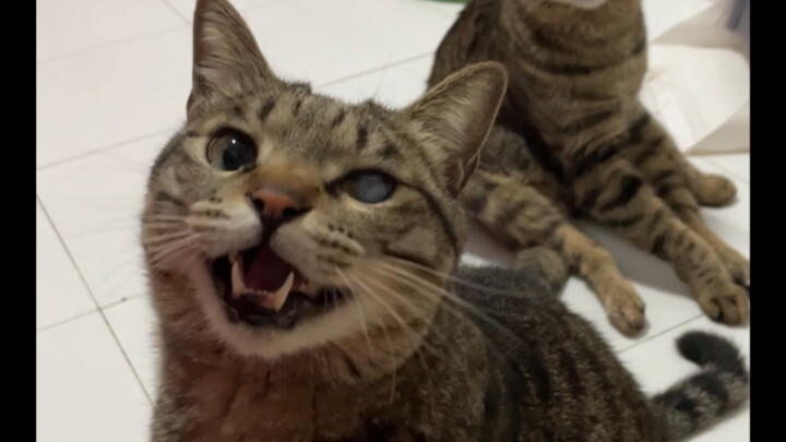 แอบลึกลับเกินไป! น้องแมวท้องว่างต้องกินอาหารกระป๋อง แถมยังแสดงแอ๊คแกล้งกินอาหารแมวทุกวันก่อนสิบโมงอี