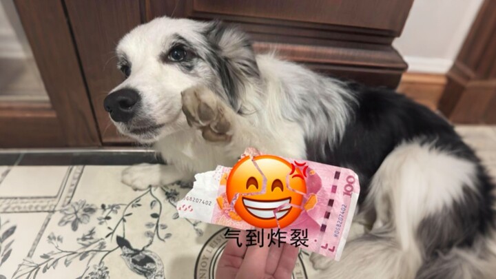 “If You Still Dare to Keep One After Watching This 👍”