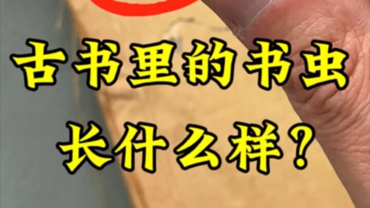 Tangkap kutu buku hidup-hidup! Pernah melihatnya?